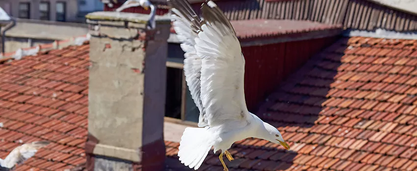 Residential Chimney Animal Removal Solution in Security-Widefield, CO