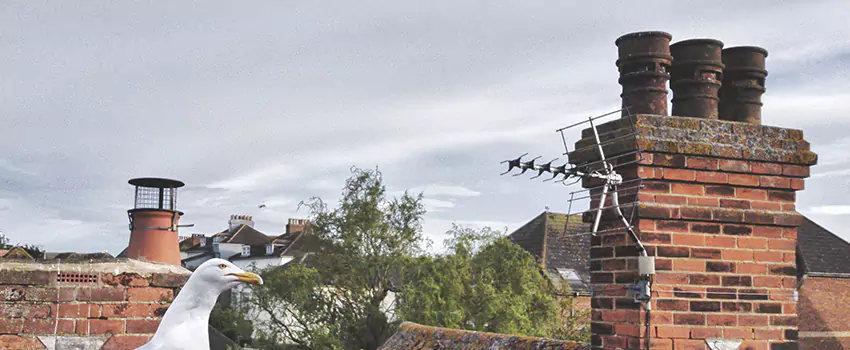 Chimney Cleaning And Restoration in Security-Widefield, Colorado